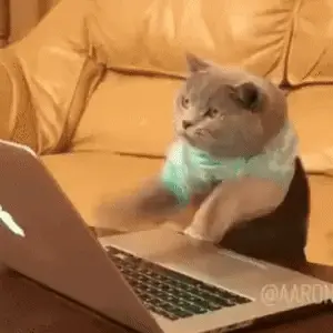 A cat hard at work coding